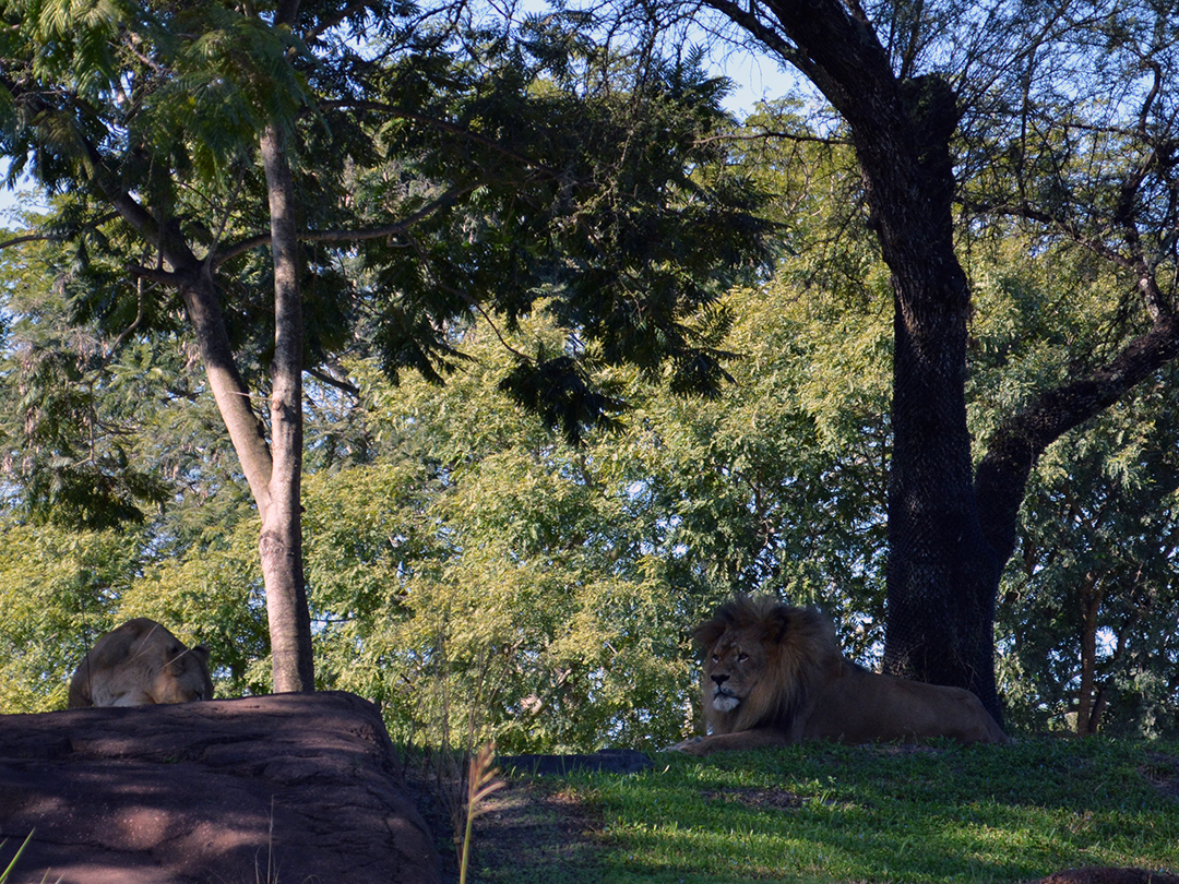 Walt Disney World, Animal Kingdom, Kilimajaro Safaris