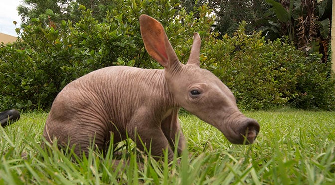 baby aardvark born at busch gardens tampa