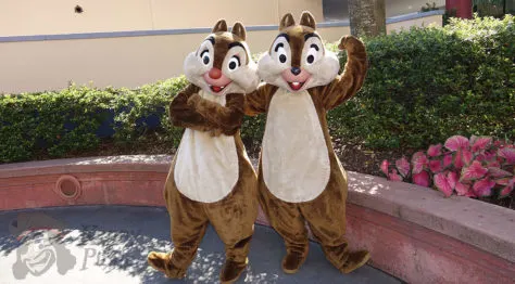 Hollywood Studios Chip n Dale character meet and greet (1)