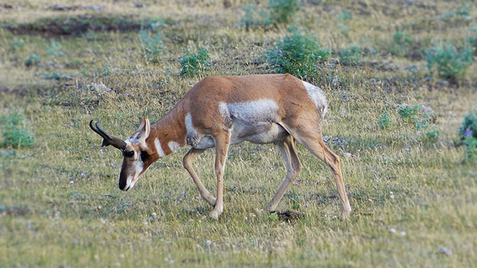 Yellowstone Day 2 Pronghorn in Lamar Valley