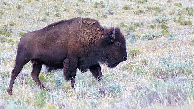 Yellowstone Day 2 Buffalo in Lamar Valley