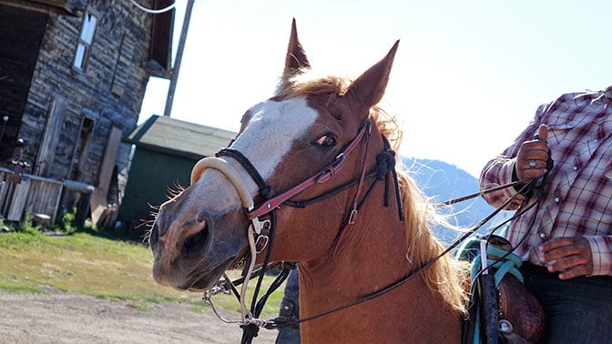 Yellowstone Day 4 Diamond P Ranch Horse Rides