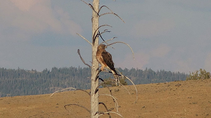 Yellowstone Day 5 Godlen Eagle