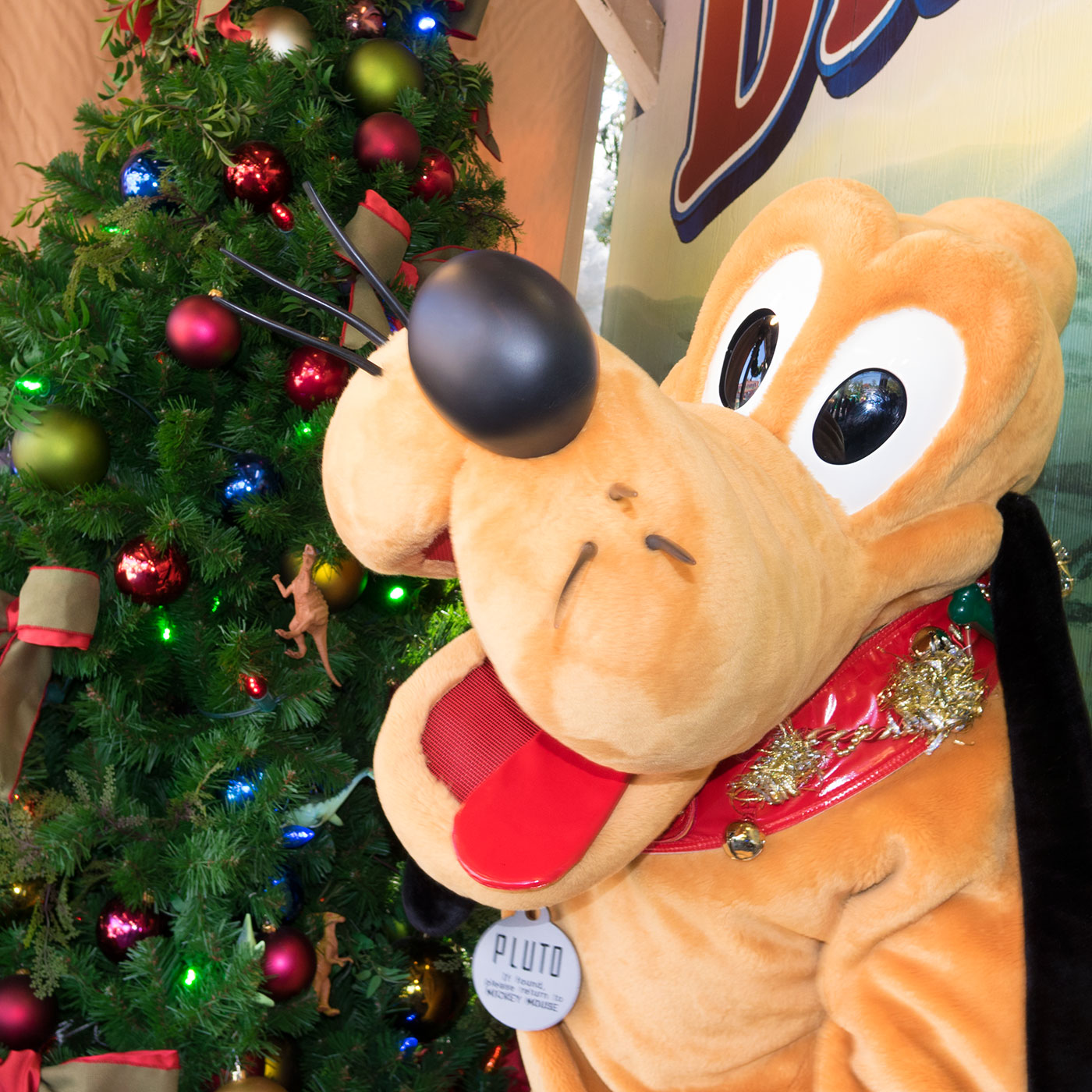 Pluto in Christmas attire at Disney's Animal Kingdom