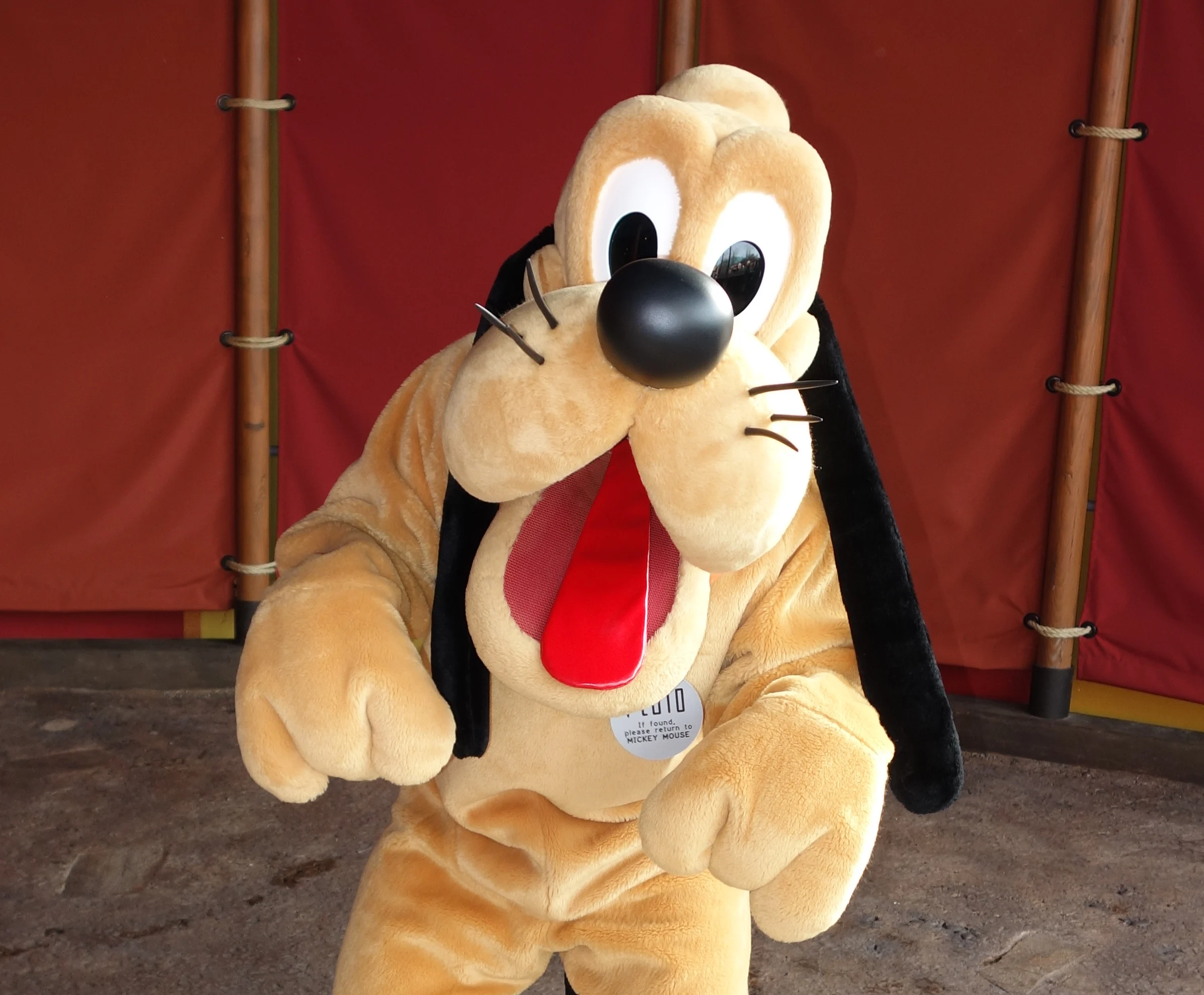 Pluto at Magic Kingdom  2013