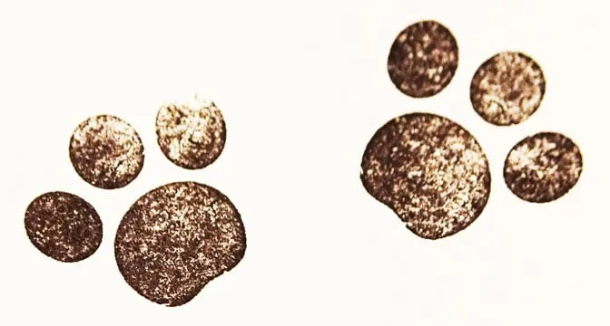 Baby Jaguar Autograph
