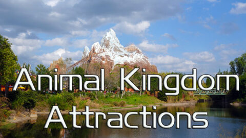 Animal Kingdom Attractions