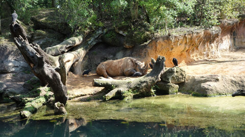 Questions and answers concerning Jungle Book, Safaris and Everest Fastpass+ with later operating hours