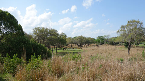 Disney’s Animal Kingdom Lodge to offer new “Sense of Africa” tour