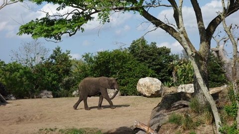 Disney’s Animal Kingdom to offer Backstage Tales Tour