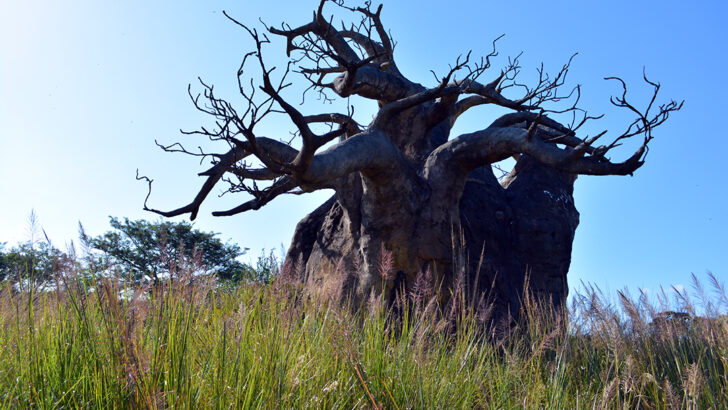 Kilimanjaro Safaris