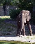 walt disney world, animal kingdom, kilimanjaro safaris