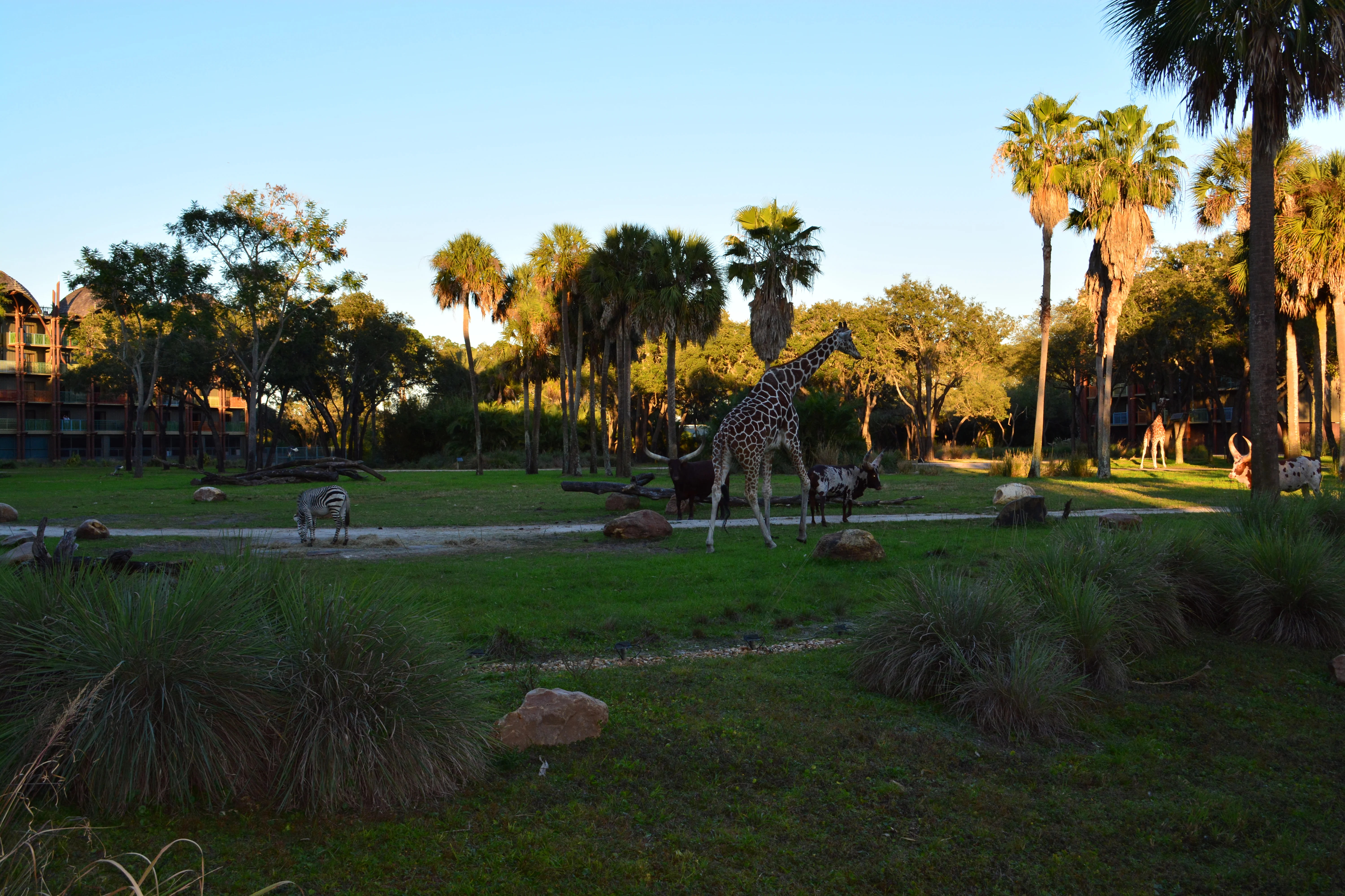 Animal Kingdom Lodge Kidani Christmas Characters and Christmas Decor (16)