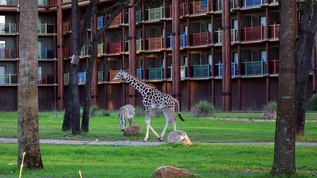 Animal Kingdom Lodge Kidani Christmas Characters and Christmas Decor (17)