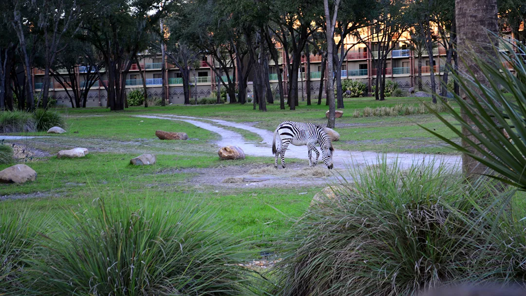 Animal Kingdom Lodge Kidani Christmas Characters and Christmas Decor (19)