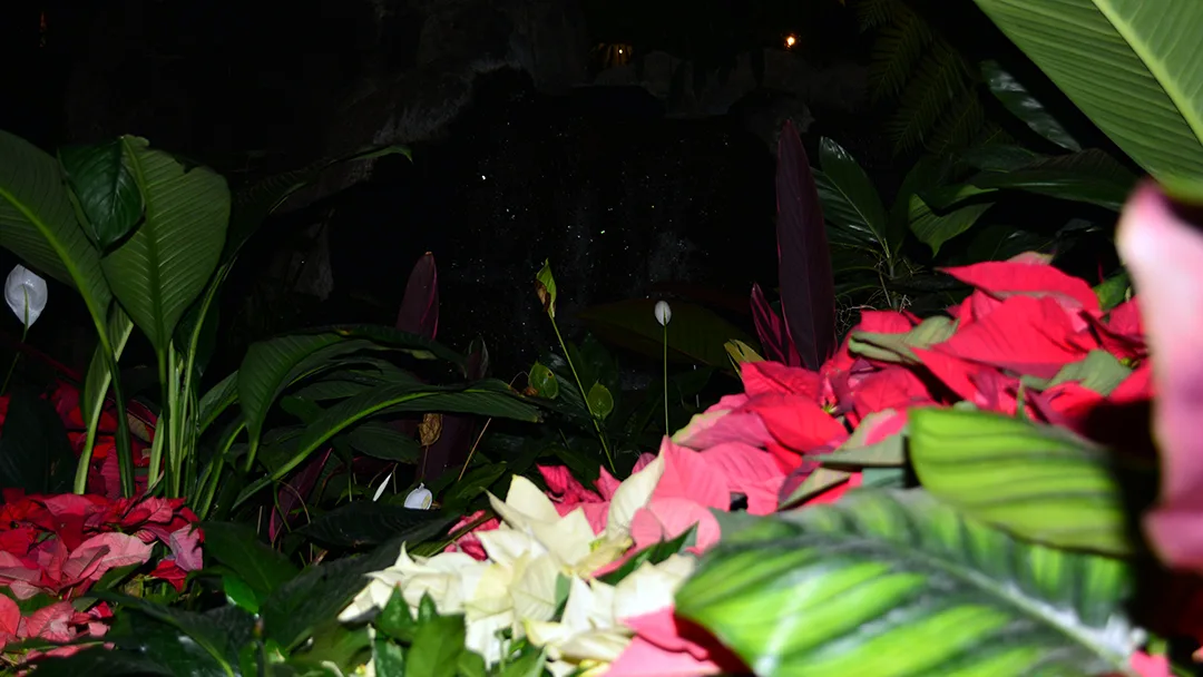 Polynesian Resort Christmas Characters and Christmas Decor (20)