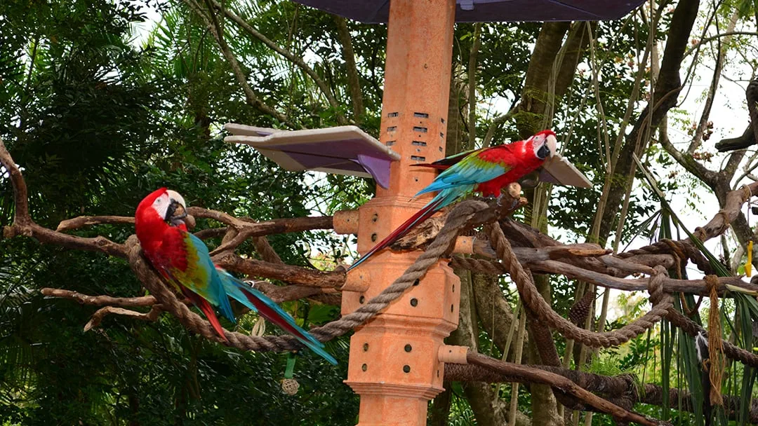 Walt Disney World, Animal Kingdom, Character Changes, January 2014, Macaws