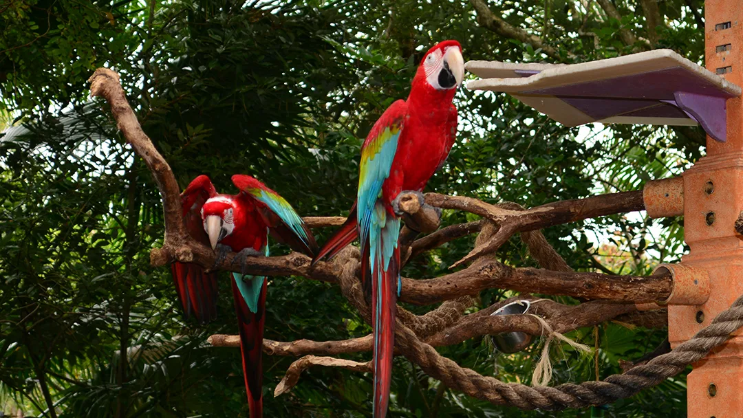 Walt Disney World, Animal Kingdom, Character Changes, January 2014, 