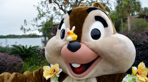 Easter Polynesian Resort character meet and greets Chip n Dale