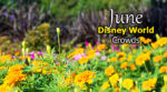 Disney World Crowd Calendar June 2020