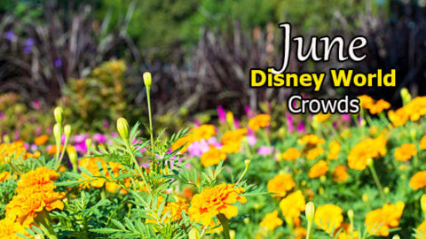 Disney World Crowd Calendar June 2020