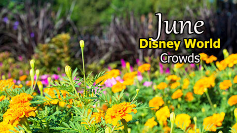 June 2019 Disney World Crowd Calendar Created