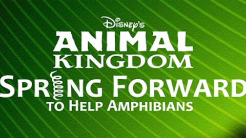 Animal Kingdom’s Spring Forward for Amphibians Day