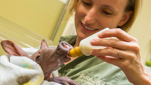 Cute little baby aardvark born in Busch Gardens