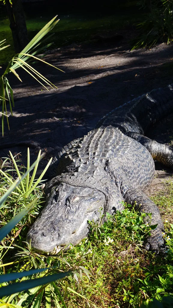 Busch Gardens Food and Wine (221)