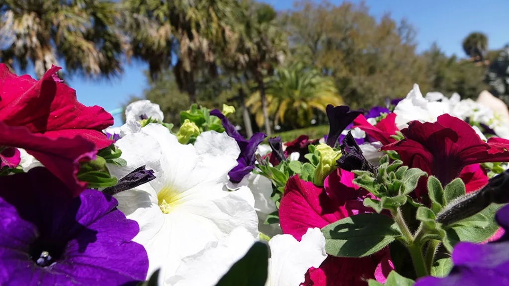 Busch Gardens Food and Wine (289)