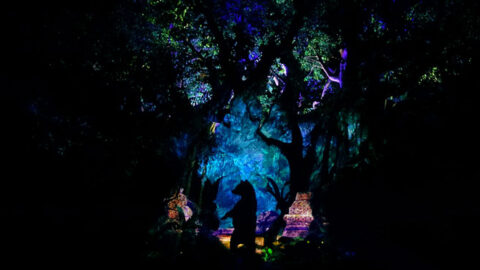 Tree of Life Awakenings at Disney’s Animal Kingdom