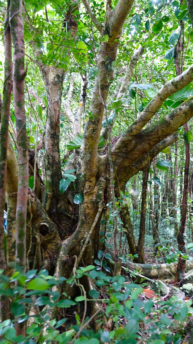 Disney Fantasy Forest and Beach Port Adventure in Tortola (16)