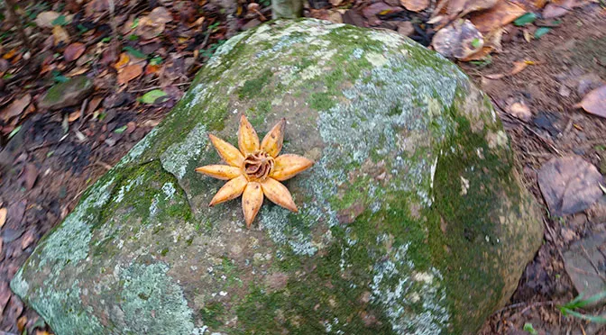 Disney Fantasy Forest and Beach Port Adventure in Tortola (9)