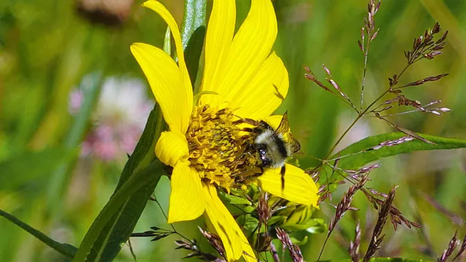 Yellowstone Day 2 Bumble Bee