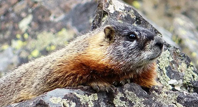 Yellowstone Day 2 Marmot