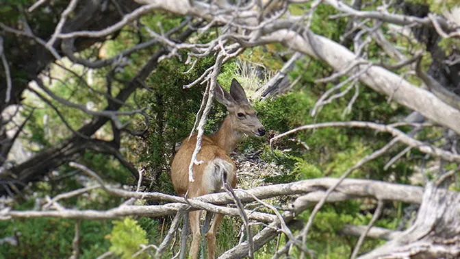 Yellowstone Day 2 Deer at Mammoth