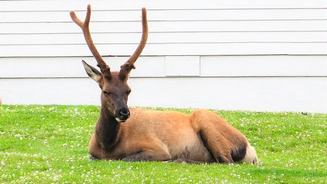 Yellowstone Day 2 Elk at Mammoth