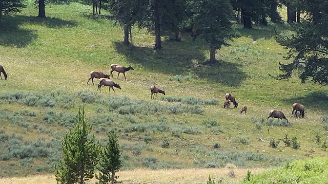 Yellowstone Day 5 Animals Grazing