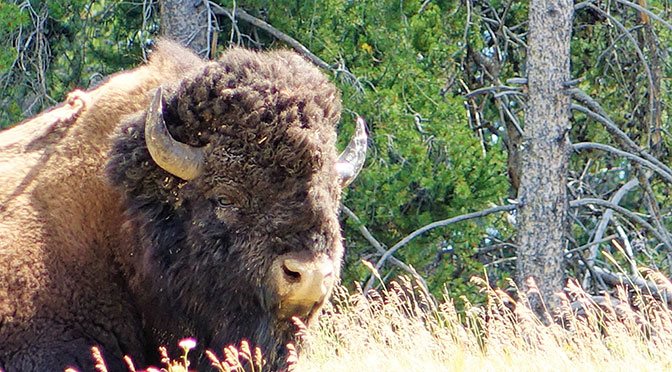 Bison in Yellowstone National Park