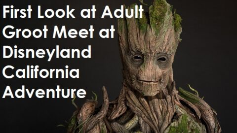 First Look at Adult Groot Meet at Disneyland California Adventure Summer 2017