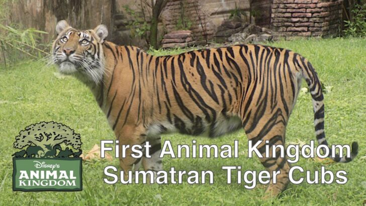 First Animal Kingdom Sumatran Tiger Cubs