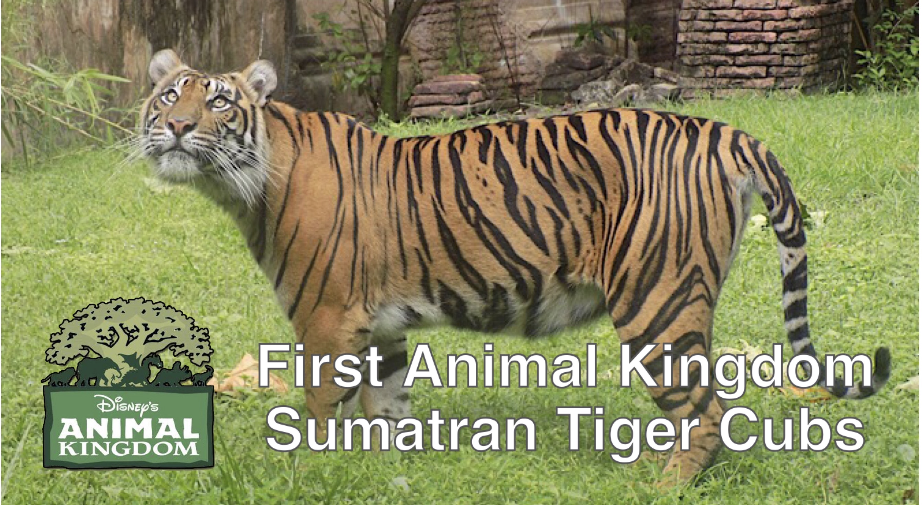 First Animal Kingdom Sumatran Tiger Cubs First Animal Kingdom Sumatran Tiger Cubs