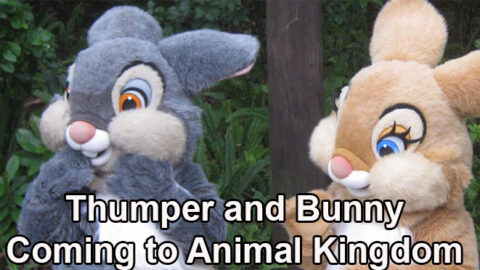 Thumper and Miss Bunny offering special meet at Disney’s Animal Kingdom