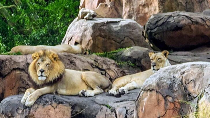 Get the Purrfect Lion Photos on Animal Kingdom’s Kilimanjaro Safaris
