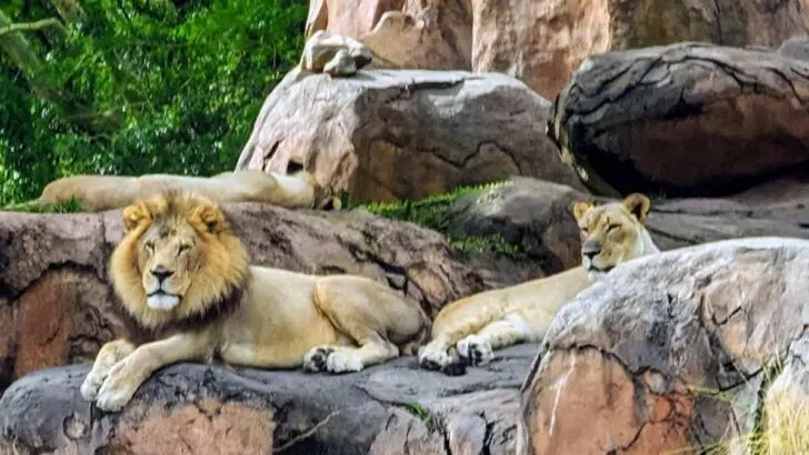 Get the Purrfect Lion Photos on Animal Kingdom's Kilimanjaro Safaris