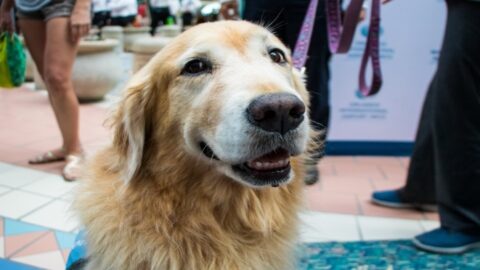 Orlando International Airport Introduces “Paw Pilots” Therapy Dogs