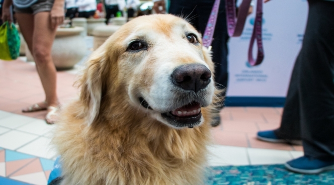 Orlando Airport Introduces "Paw Pilots" Therapy Dogs