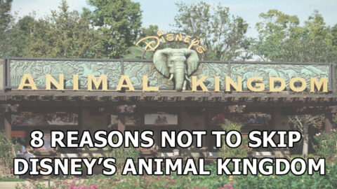 8 Reasons Not to Skip Disney’s Animal Kingdom