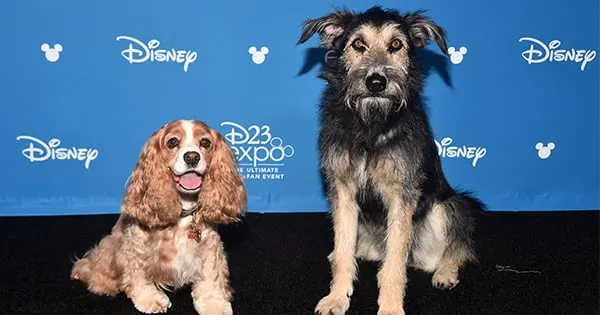 Shelter Dog Stars November 12 in Disney's 'Lady and the Tramp'