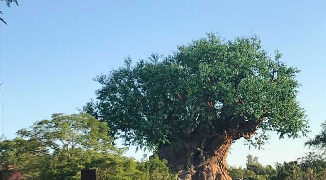 Disney Guest Brought Gun to Animal Kingdom, Arrested